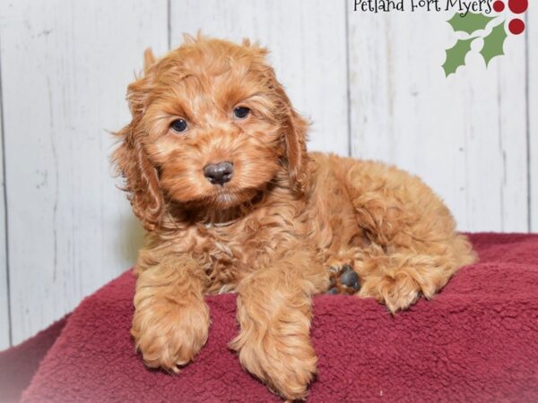 Cocker Spaniel/Poodle Cross DOG Male Red 20874 Petland Fort Myers, Florida