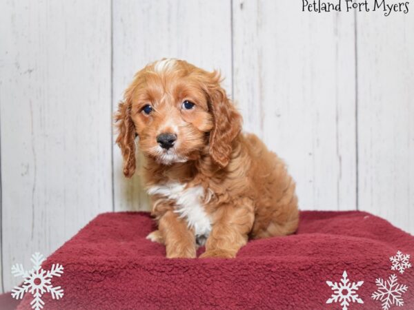 Cocker Spaniel/Poodle Cross-DOG-Male-Red-20873-Petland Fort Myers, Florida