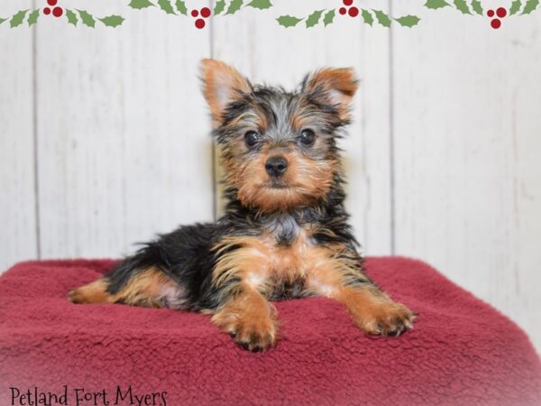 Silkshire Terrier DOG Female Blue & Tan 20871 Petland Fort Myers, Florida