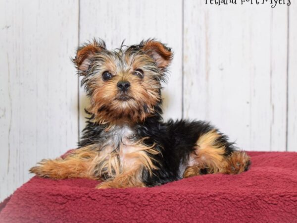 Silkshire Terrier DOG Male Blue & Tan 20870 Petland Fort Myers, Florida