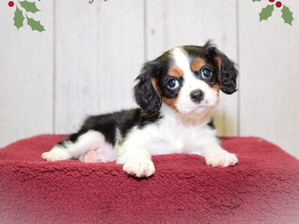 Cavalier King Charles Spaniel DOG Male Black White & Tan 20867 Petland Fort Myers, Florida