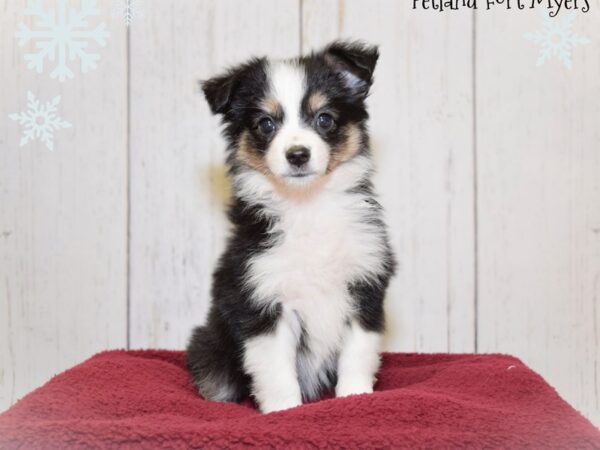 Australian Shepherd DOG Female Black 20866 Petland Fort Myers, Florida