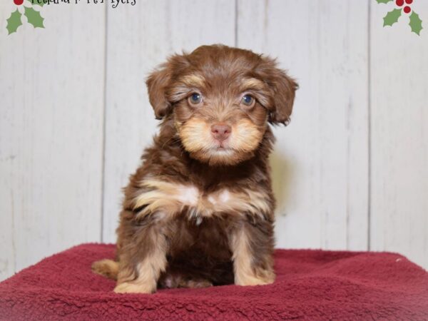 Poodle/Toy Australian Shepherd DOG Male Chocolate & Tan 20865 Petland Fort Myers, Florida