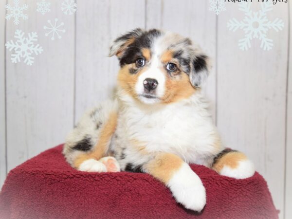 Miniature Australian Shepherd DOG Female Blue Merle 20863 Petland Fort Myers, Florida