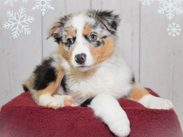 Miniature Australian Shepherd DOG Male Blue Merle 20862 Petland Fort Myers, Florida