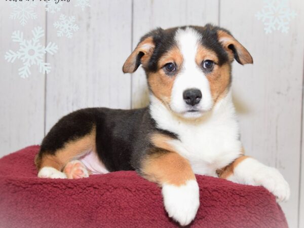 Pembroke Welsh Corgi/Australian Shepherd-DOG-Male-Tri-20861-Petland Fort Myers, Florida