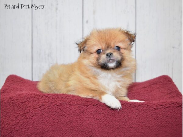 Pekingese/Pomeranian DOG Female Sable 20888 Petland Fort Myers, Florida