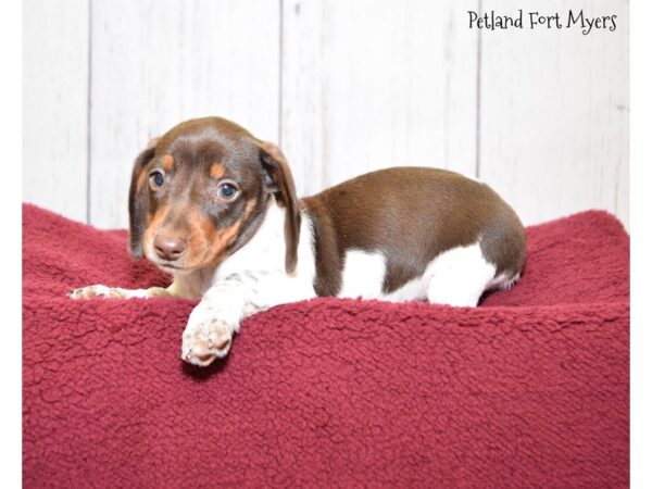 Dachshund DOG Female Chocolate & Tan, Piebald 20887 Petland Fort Myers, Florida