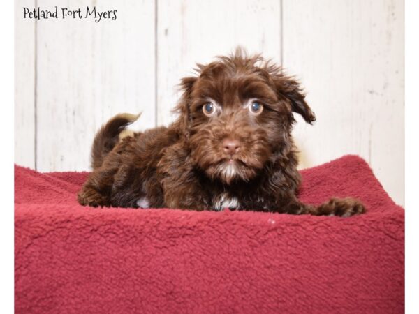 Poodle/Havanese DOG Male Chocolate 20886 Petland Fort Myers, Florida