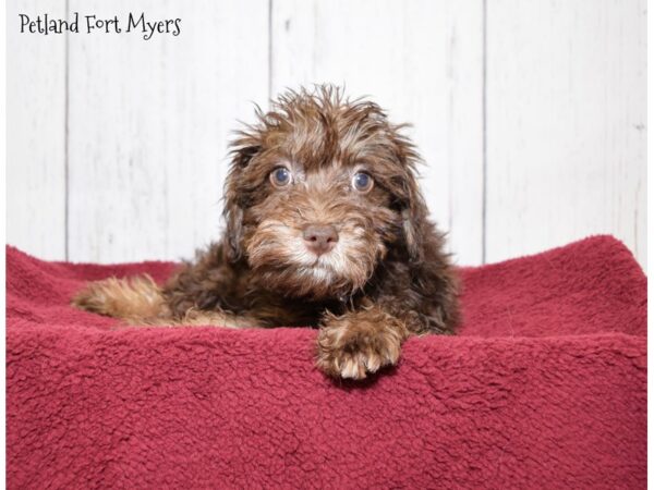 Poodle/Miniature Schnauzer-DOG-Male-Chocolate & Tan-20885-Petland Fort Myers, Florida