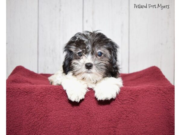 Maltese/Shih Tzu DOG Female Black & White & Parti 20884 Petland Fort Myers, Florida