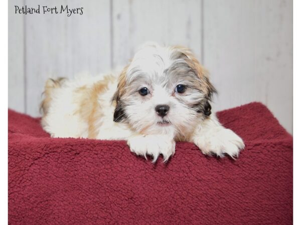 Maltese/Shih Tzu DOG Male White & Gold 20883 Petland Fort Myers, Florida