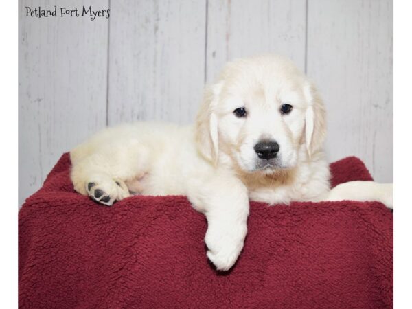 Golden Retriever DOG Female 1/2 English Creme 20882 Petland Fort Myers, Florida