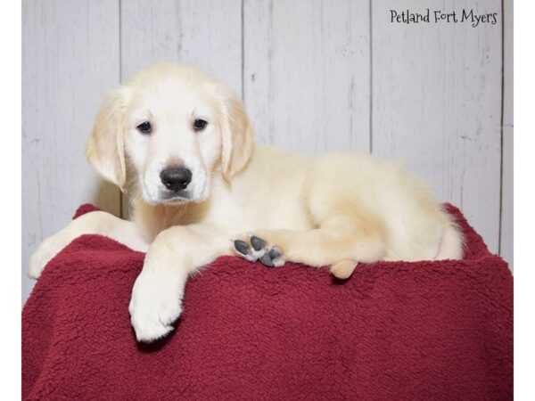 Golden Retriever DOG Male 1/2 English Creme 20881 Petland Fort Myers, Florida