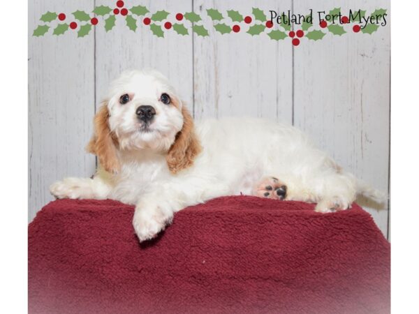 Cavalier/ Poodle DOG Male Blenheim 20872 Petland Fort Myers, Florida