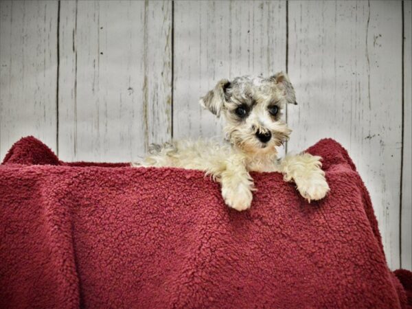 Miniature Schnauzer-DOG-Female-Blue/Merle-20890-Petland Fort Myers, Florida