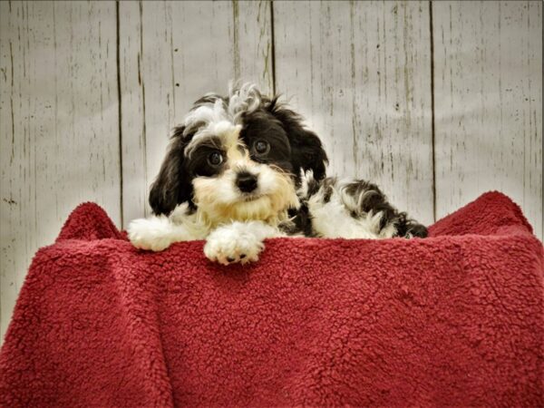 Poodle/Bichon DOG Male White/Black/Parti 20891 Petland Fort Myers, Florida