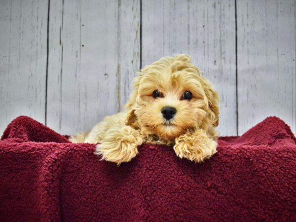 Maltipoo (Maltese/Poodle) DOG Male Apricot 20892 Petland Fort Myers, Florida