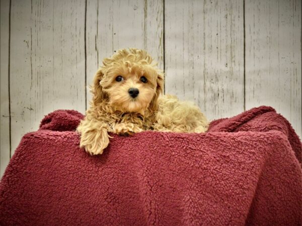 Maltipoo (Maltese/Poodle) DOG Female Apricot 20893 Petland Fort Myers, Florida