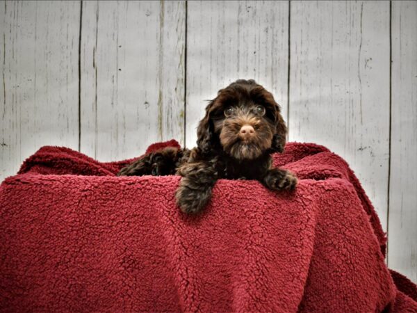 Poodle/Havanese DOG Male Chocolate 20894 Petland Fort Myers, Florida