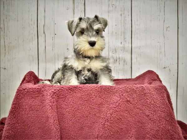 Miniature Schnauzer DOG Male Salt & Pepper 20896 Petland Fort Myers, Florida