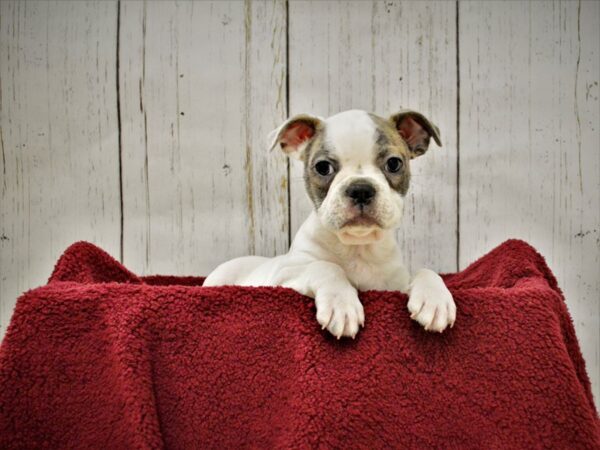 French Bulldog/Boston Terrier DOG Male Blue Brindle, Piebald 20897 Petland Fort Myers, Florida