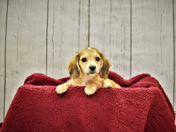 Dachshund DOG Male Red 20899 Petland Fort Myers, Florida