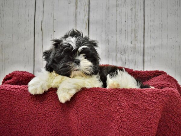 Shih Tzu DOG Male White & Black, Parti 20900 Petland Fort Myers, Florida