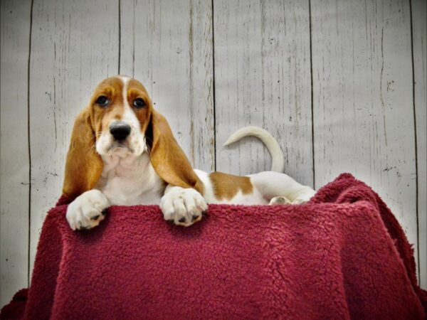 Basset Hound DOG Female Red & White 20898 Petland Fort Myers, Florida