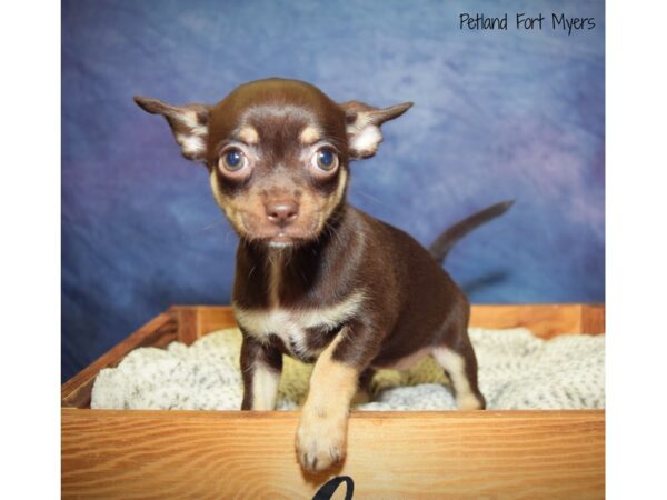 Chihuahua DOG Female Chocolate & Tan 20914 Petland Fort Myers, Florida