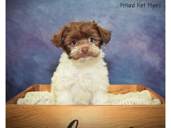 Havanese-DOG-Female-CHOCOLATE WHITE-20911-Petland Fort Myers, Florida