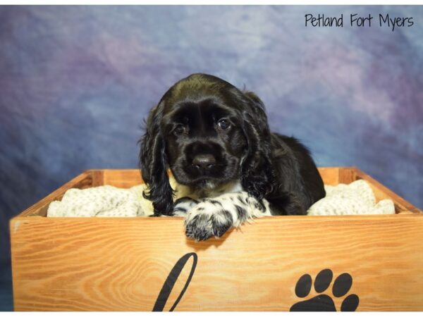 Cocker Spaniel DOG Female Black & White 20910 Petland Fort Myers, Florida