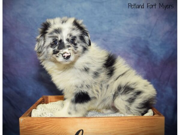 Miniature Australian Shepherd DOG Female Blue Merle 20909 Petland Fort Myers, Florida