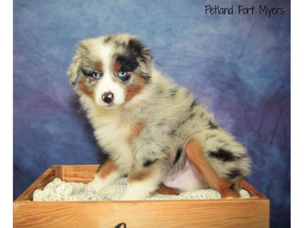 Miniature Australian Shepherd DOG Male Blue Merle 20908 Petland Fort Myers, Florida