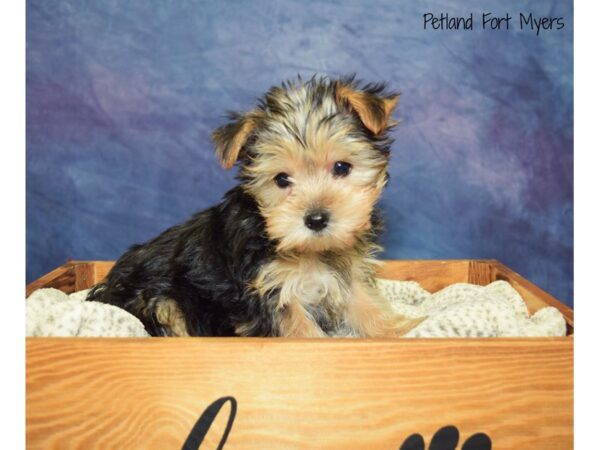 Yorkshire Terrier DOG Male Black & Tan 20907 Petland Fort Myers, Florida