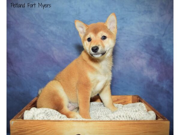 Shiba Inu DOG Female Red & White 20906 Petland Fort Myers, Florida