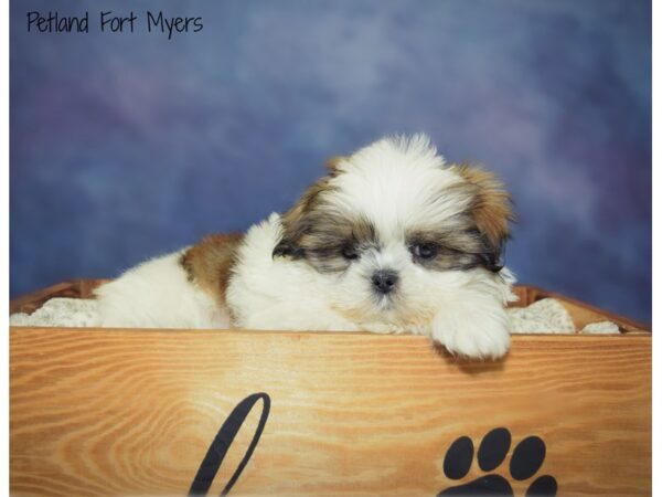 Shih Tzu DOG Male Gold & White 20903 Petland Fort Myers, Florida