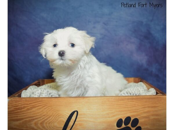 Maltese DOG Male White 20902 Petland Fort Myers, Florida