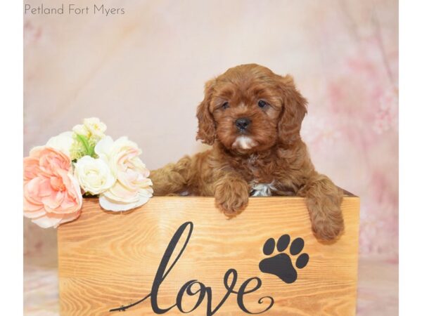 Cava Poo-DOG-Female-Dark Red-20935-Petland Fort Myers, Florida