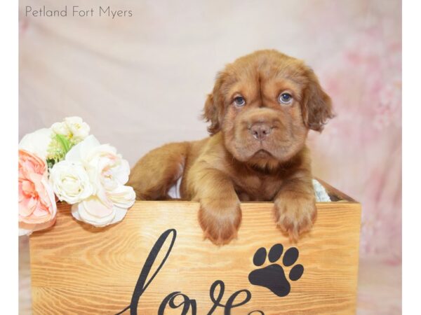 Mini Hippo DOG Male Red 20933 Petland Fort Myers, Florida