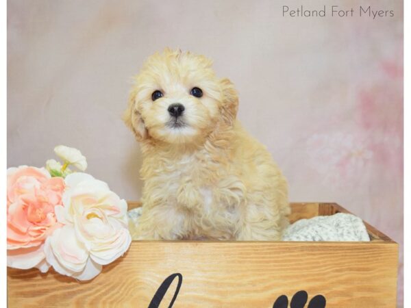 Maltipoo (Maltese/Poodle) DOG Female Apricot 20931 Petland Fort Myers, Florida