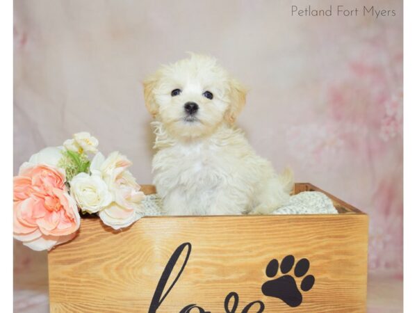 Maltipoo (Maltese/Poodle) DOG Male Apricot & Cream 20930 Petland Fort Myers, Florida