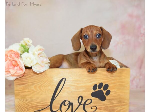 Dachshund DOG Male Red 20929 Petland Fort Myers, Florida