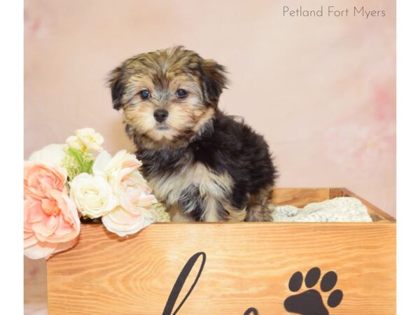 Morkie (Maltese/Yorkshire Terrier) DOG Female Black & Tan 20927 Petland Fort Myers, Florida