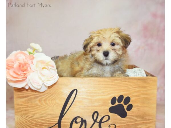 Morkie (Maltese/Yorkshire Terrier) DOG Male Gold 20926 Petland Fort Myers, Florida