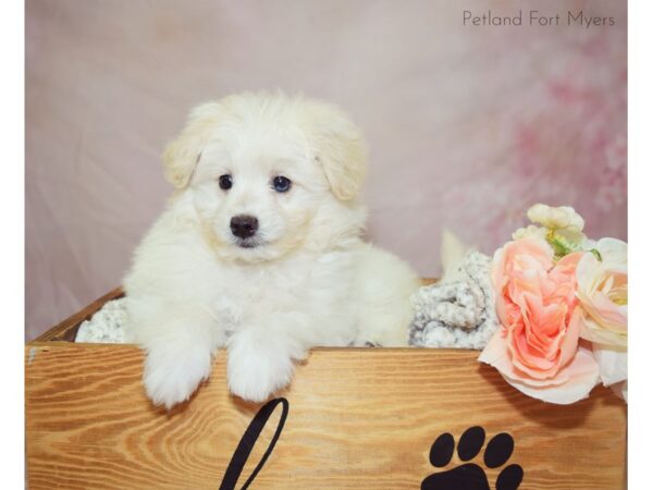 American Eskimo/Poodle DOG Female Cream 20924 Petland Fort Myers, Florida