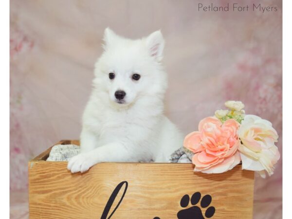 American Eskimo-DOG-Female-White-20923-Petland Fort Myers, Florida