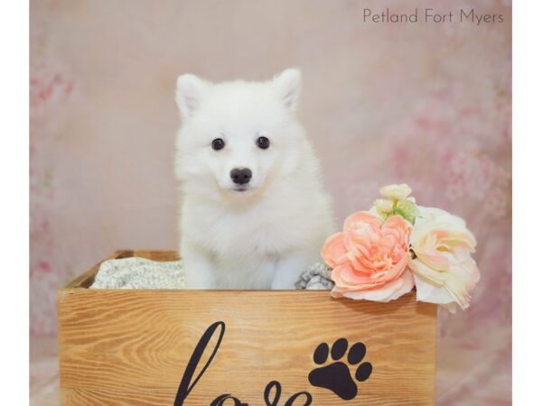 American Eskimo DOG Male White 20922 Petland Fort Myers, Florida