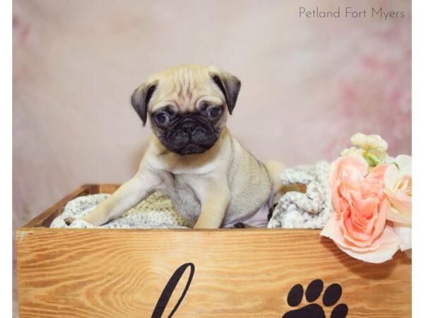 Pug DOG Male Fawn 20921 Petland Fort Myers, Florida