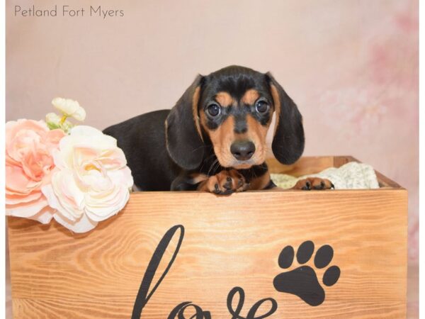 Dachshund DOG Male Black & Tan 20920 Petland Fort Myers, Florida